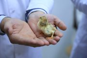 Buxoro davlat pedagogika instituti laboratoriyasida inkubatsiya muvaffaqiyatli yakunlandi!